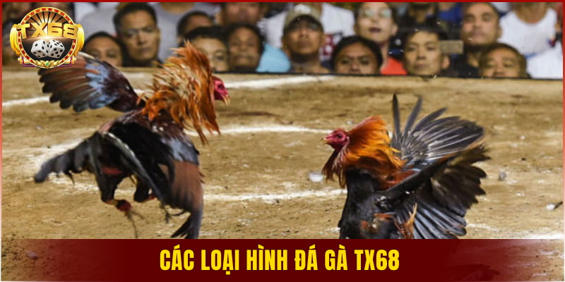 Các loại hình đá gà TX68