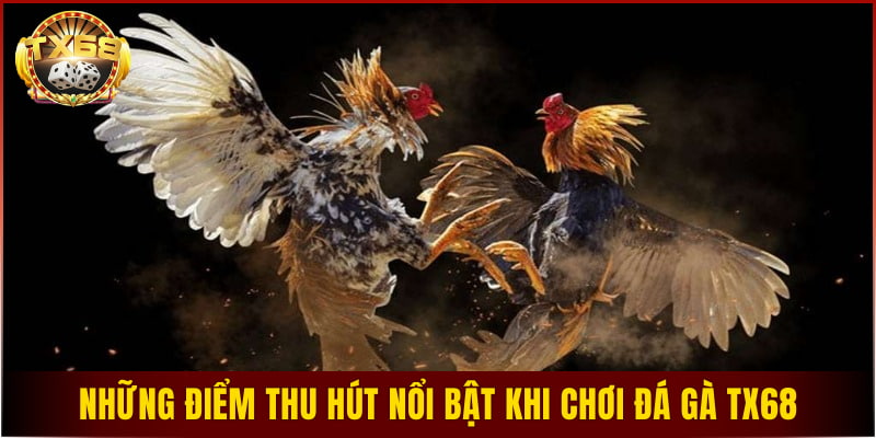 Những điểm thu hút nổi bật khi chơi đá gà TX68