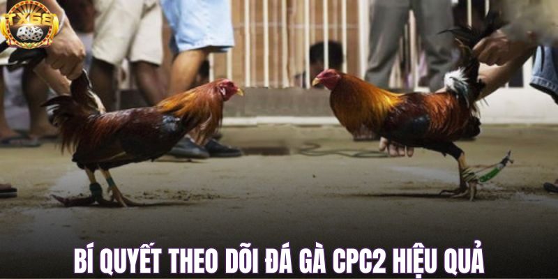 Bí quyết theo dõi đá gà CPC2 hiệu quả