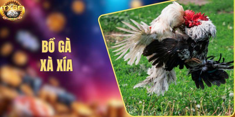 Bồ gà Xà Xía