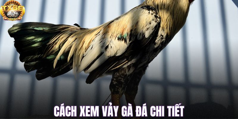 Cách xem vảy gà đá chi tiết