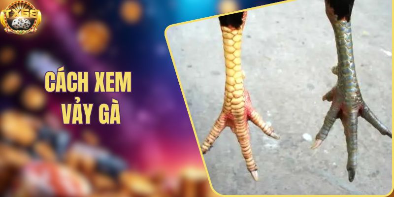 Cách xem vảy gà