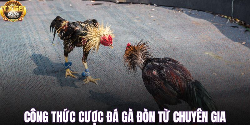 Công thức cược đá gà đòn từ chuyên gia