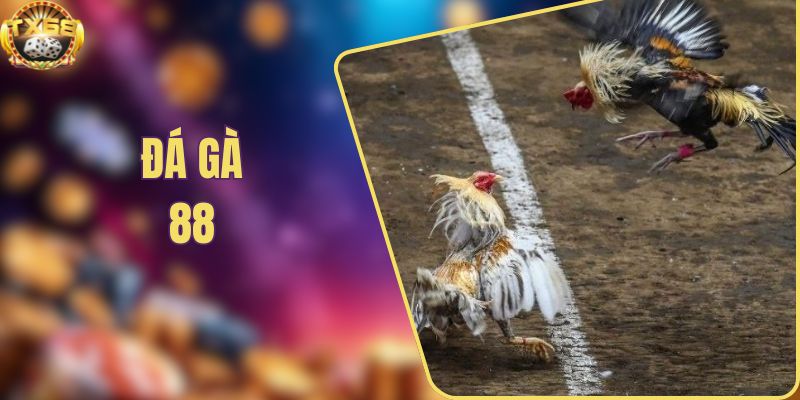 Đá Gà 88 - Trực Tiếp Kịch Tính Cùng Tỷ Lệ Kèo Hấp Dẫn