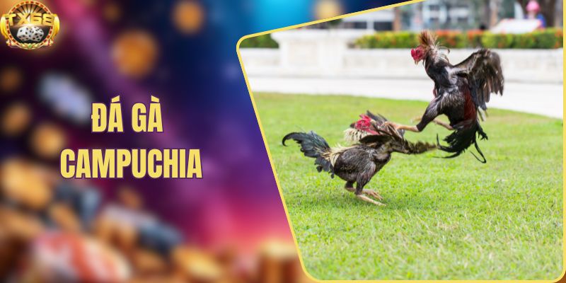 Đá gà Campuchia