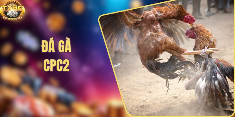 Đá gà CPC2