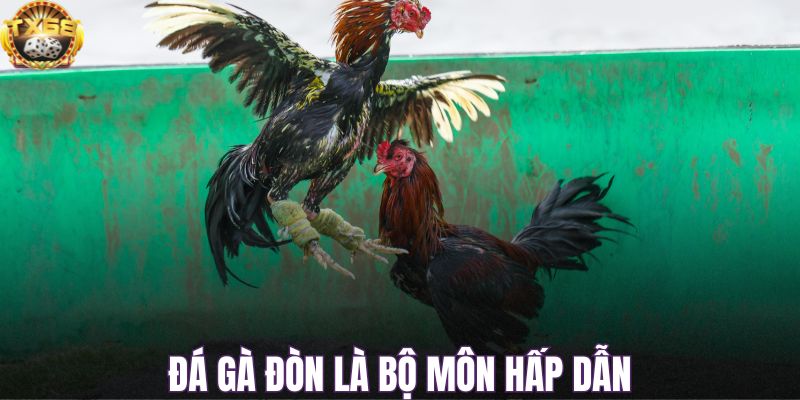 Đá gà đòn là bộ môn hấp dẫn
