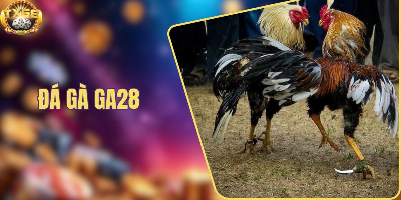 Đá gà GA28
