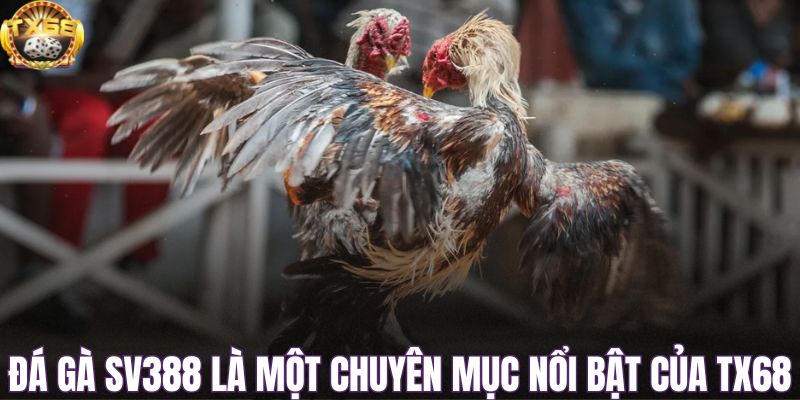Đá gà SV388 là một chuyên mục nổi bật của TX68