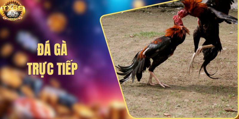 Đá gà trực tiếp
