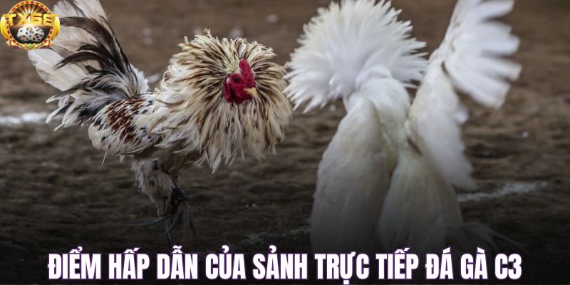 Điểm hấp dẫn của sảnh trực tiếp đá gà C3
