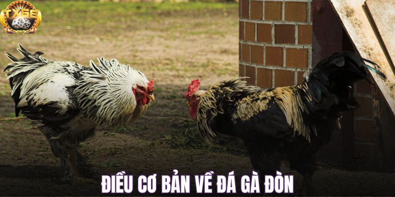 Điều cơ bản về đá gà đòn
