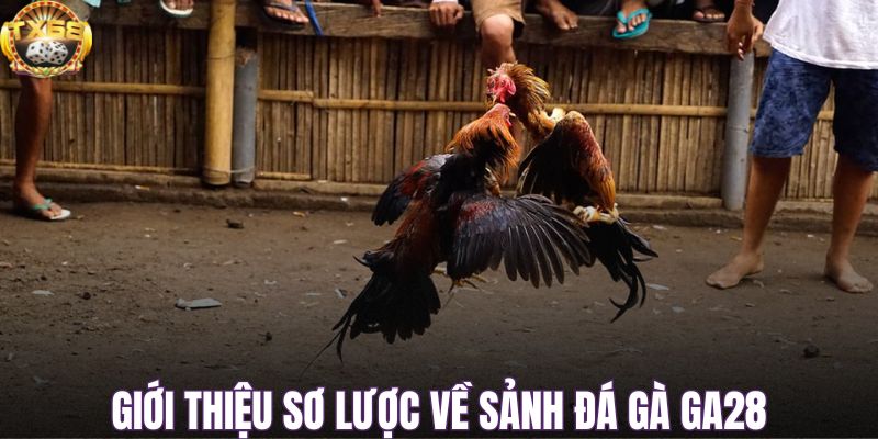 Giới thiệu sơ lược về sảnh đá gà GA28