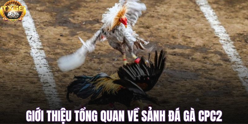 Giới thiệu tổng quan về sảnh đá gà CPC2