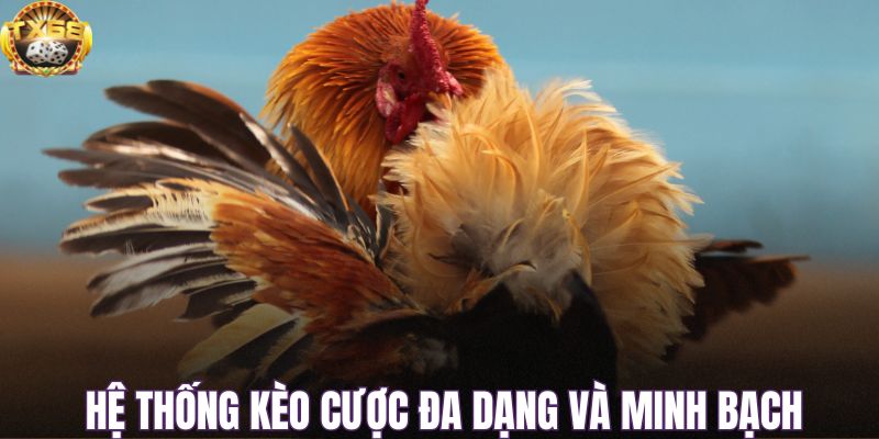 Hệ thống kèo cược đa dạng và minh bạch