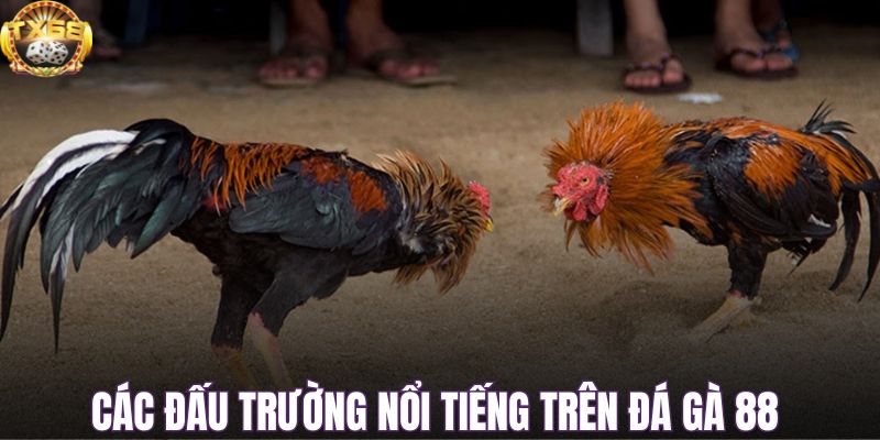 Khám phá các đấu trường nổi tiếng trên đá gà 88