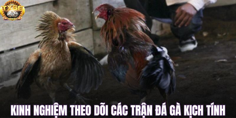 Kinh nghiệm theo dõi các trận đá gà kịch tính