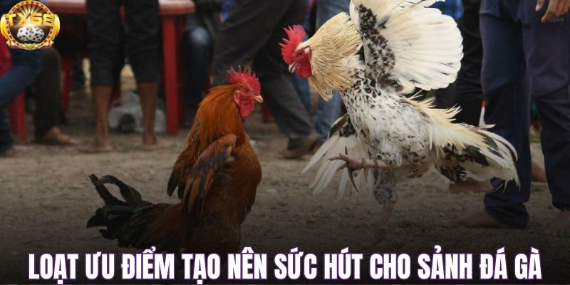 Loạt ưu điểm tạo nên sức hút cho sảnh đá gà