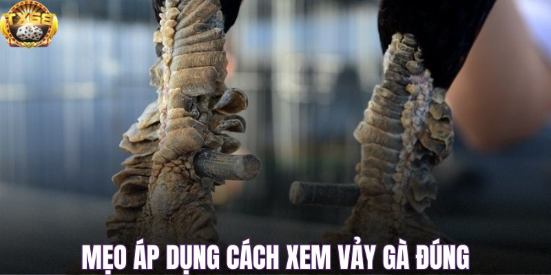 Mẹo áp dụng cách xem vảy gà đúng