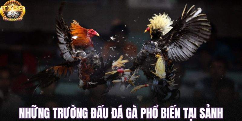 Những trường đấu đá gà phổ biến tại sảnh