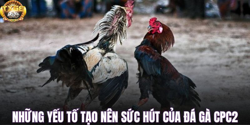 Những yếu tố tạo nên sức hút của đá gà CPC2