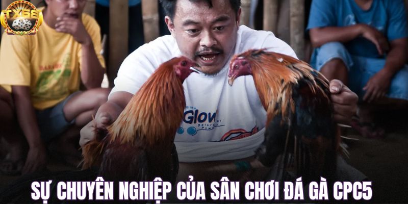 Sự chuyên nghiệp của sân chơi đá gà CPC5