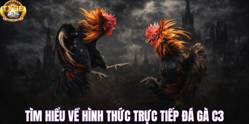 Tìm hiểu về hình thức trực tiếp đá gà C3