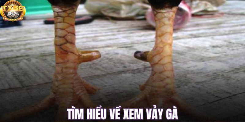 Tìm hiểu về xem vảy gà