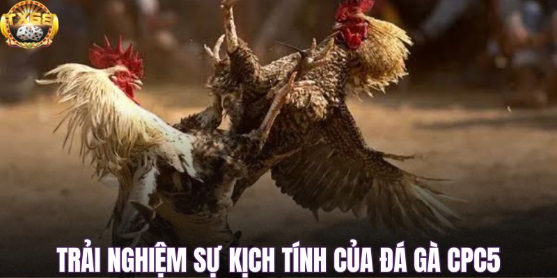 Trải nghiệm sự kịch tính của đá gà CPC5 hôm nay