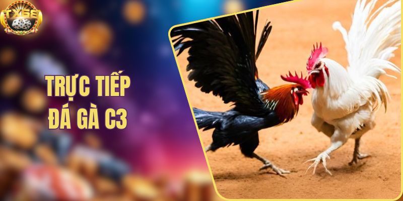 Trực tiếp đá gà C3