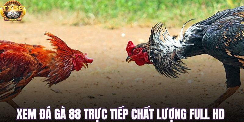 Xem đá gà 88 trực tiếp chất lượng Full HD