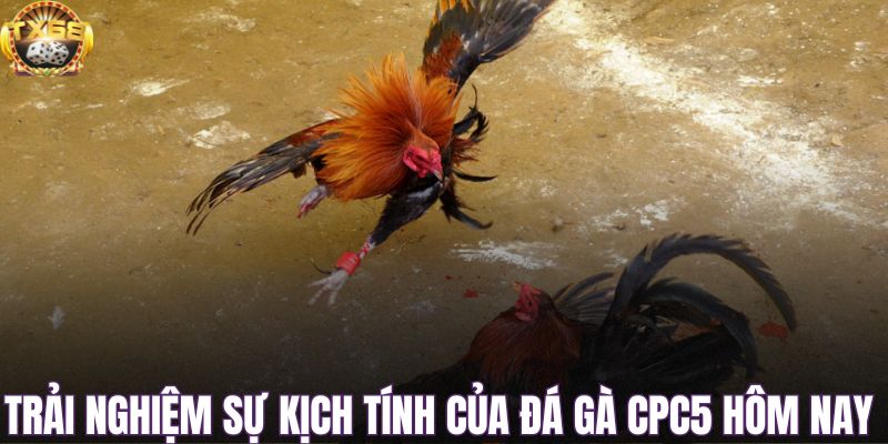 Xem đá gà CPC5 hôm nay tiện lợi và chất lượng